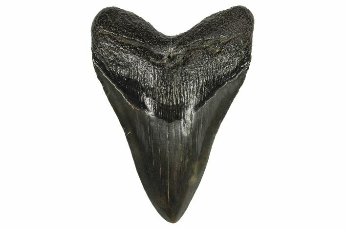 Fossil Megalodon Tooth - South Carolina #295917